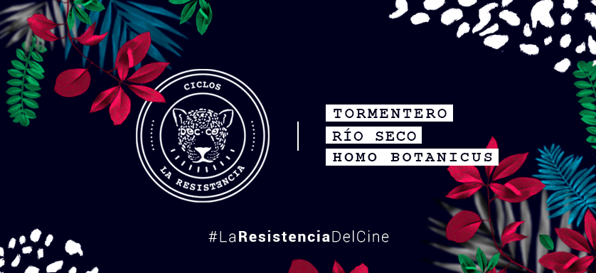 DOC: CO ¡El jaguar está de vuelta!