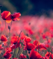 Flores: un catalizador de emociones en la vida del ser humano