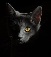 Mi gato es un secreto