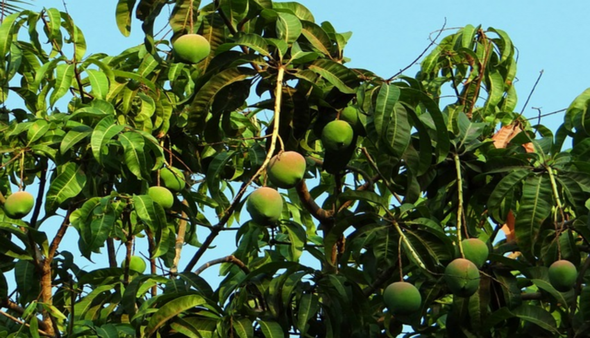 arbol mango